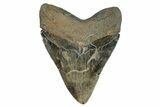 Huge, Serrated Fossil Megalodon Tooth - Polished Blade #277345-2